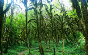 Самшитовый лес в Хашупсе